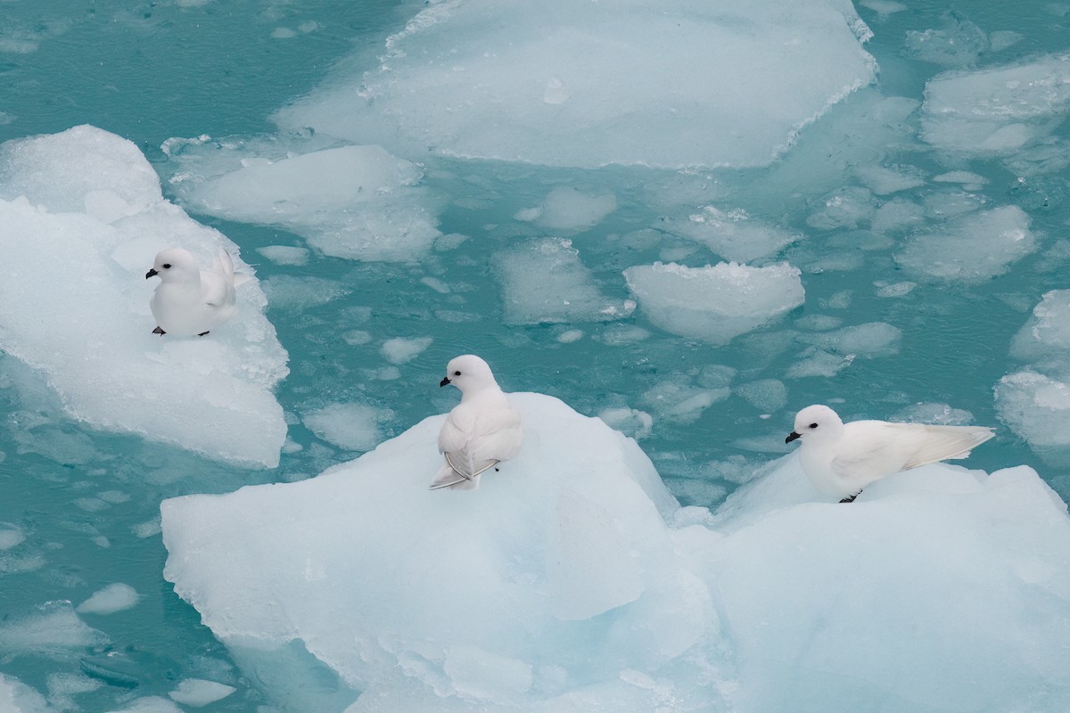 Snow Petrel - ML623316186