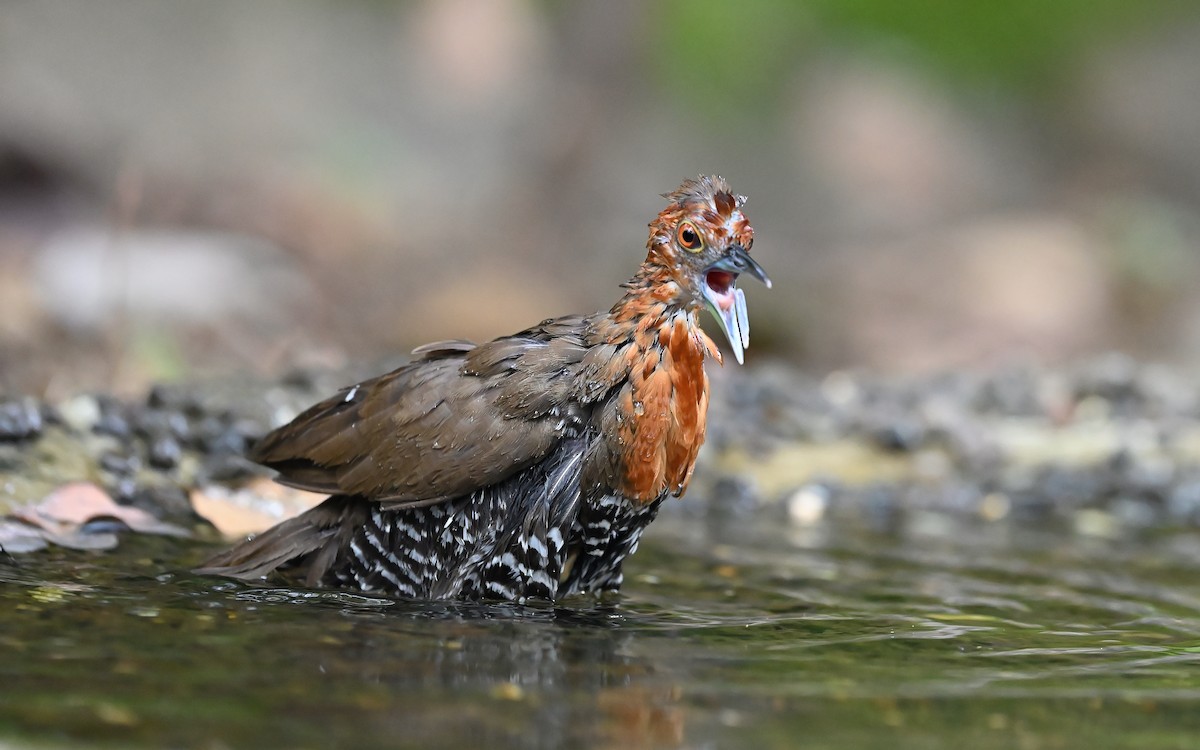 Slaty-legged Crake - ML623316275