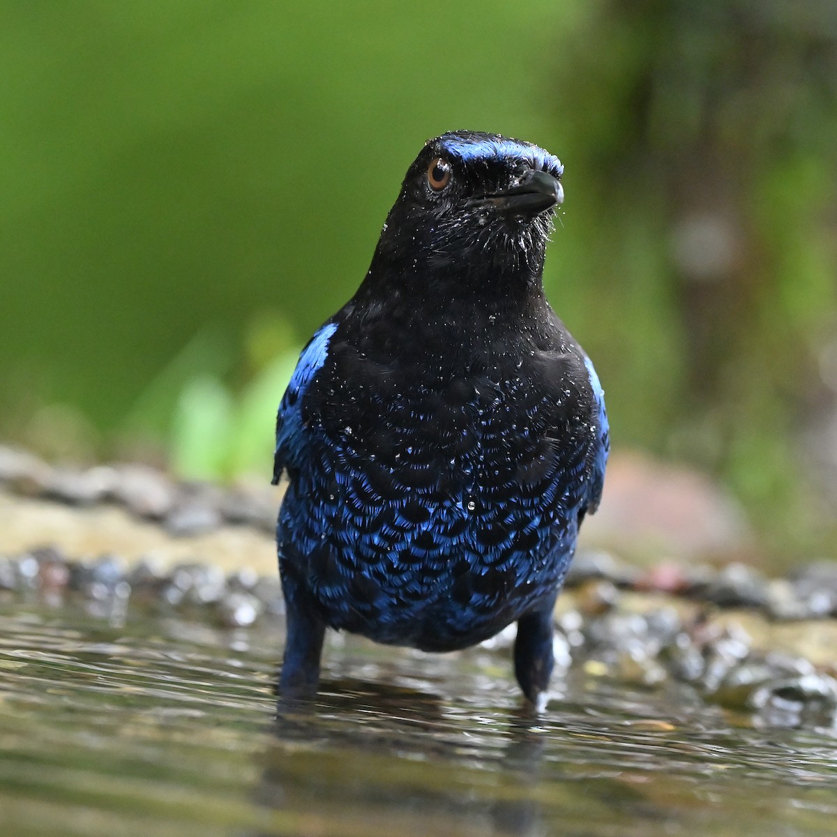 Malabar Whistling-Thrush - ML623316278