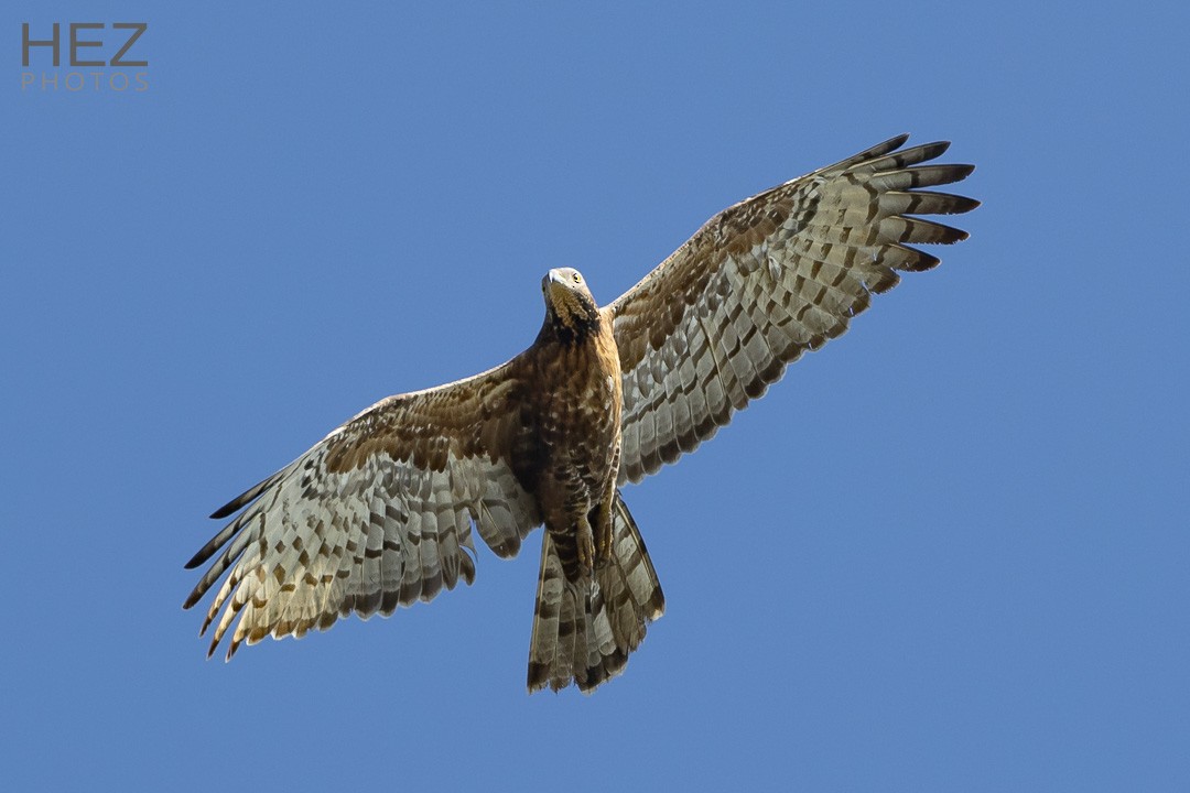 Oriental Honey-buzzard - ML623316289