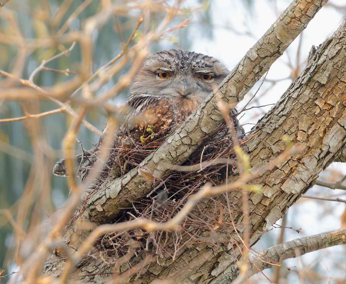 Tawny Frogmouth - ML623316311