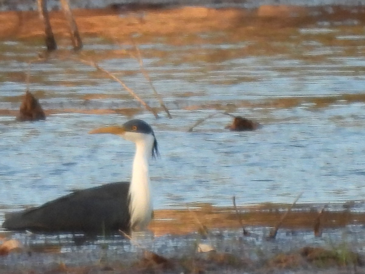 Pied Heron - ML623316317