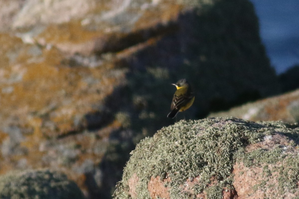 Western Yellow Wagtail (thunbergi) - Anton Liebermann