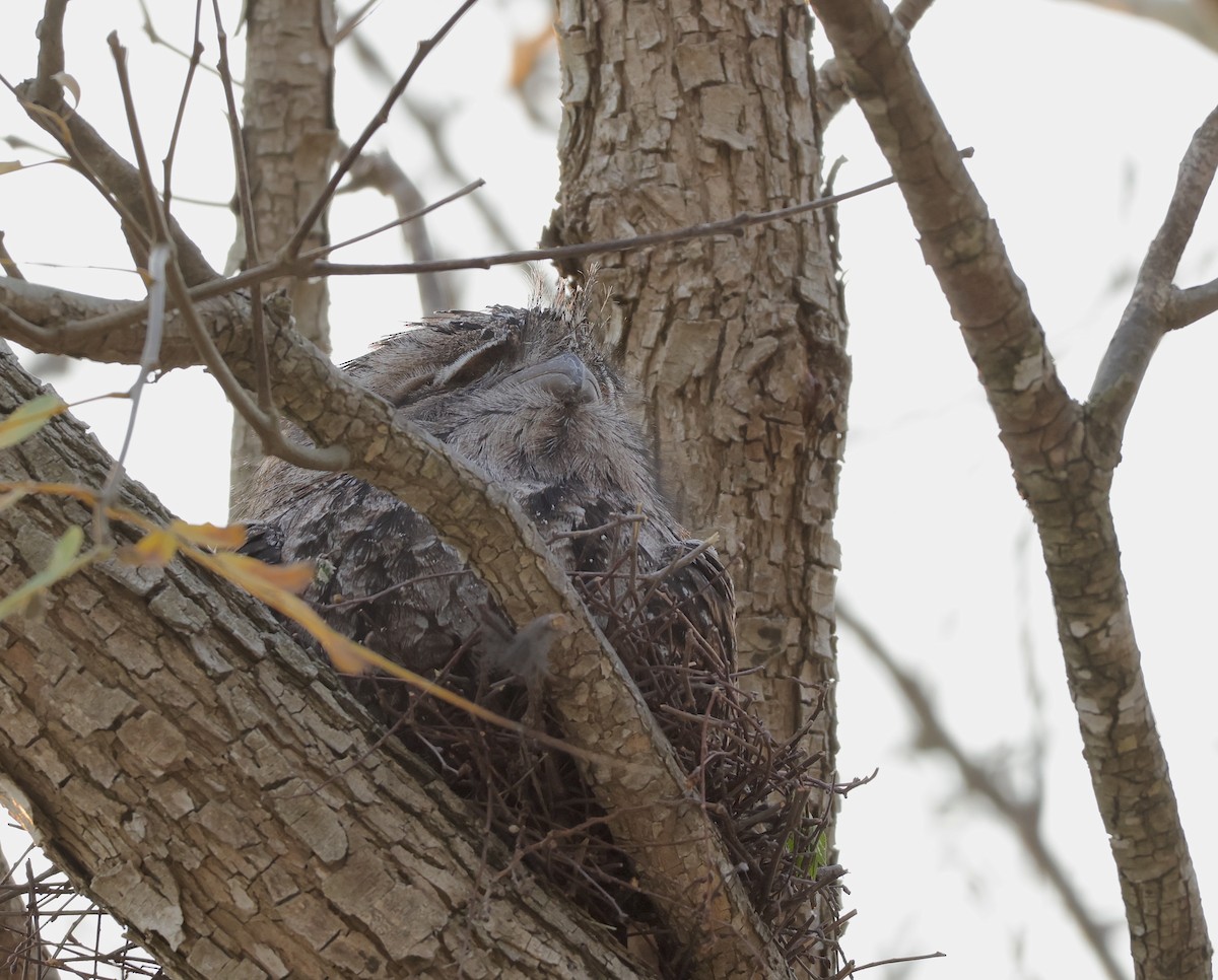 Tawny Frogmouth - ML623316327