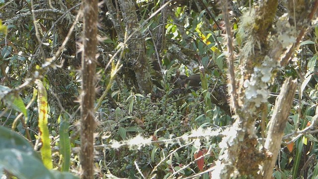 Diademed Tapaculo - ML623316338