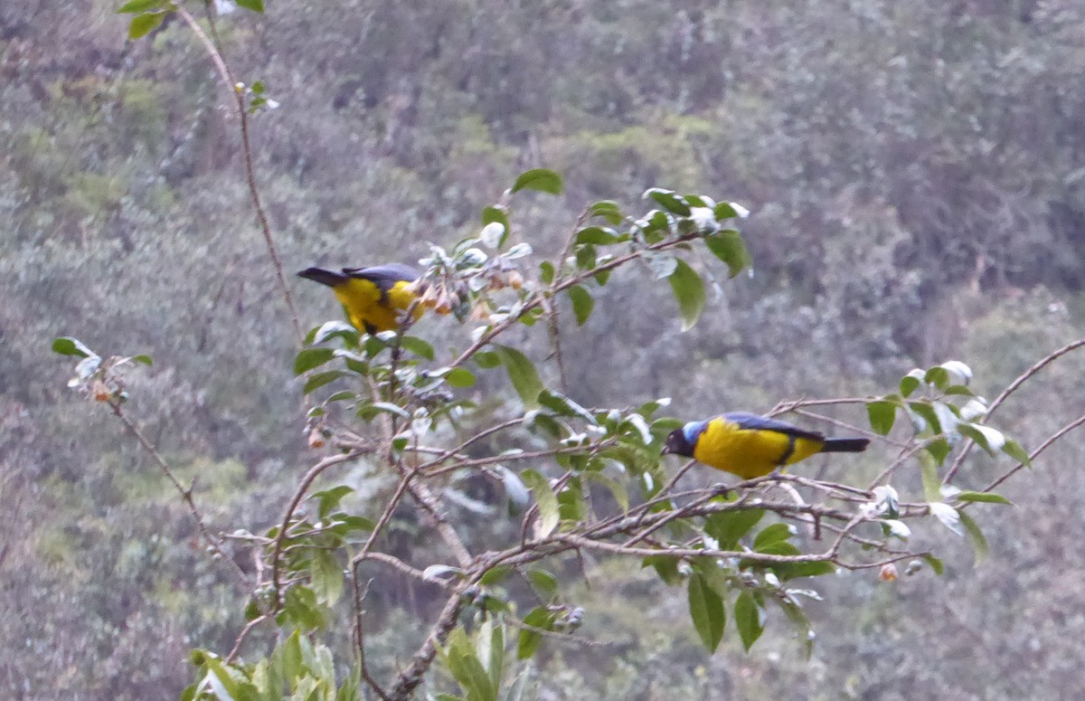 Hooded Mountain Tanager - ML623316354