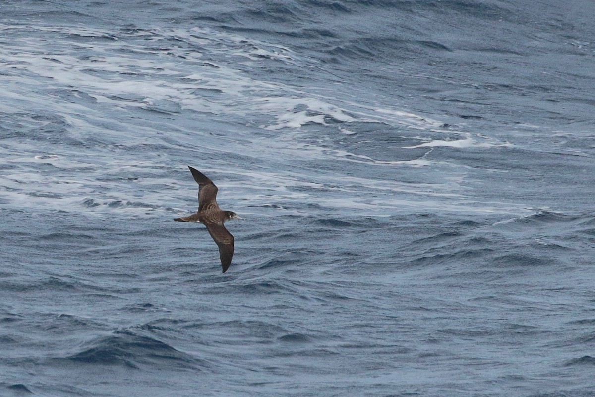 Streaked Shearwater - ML623316366