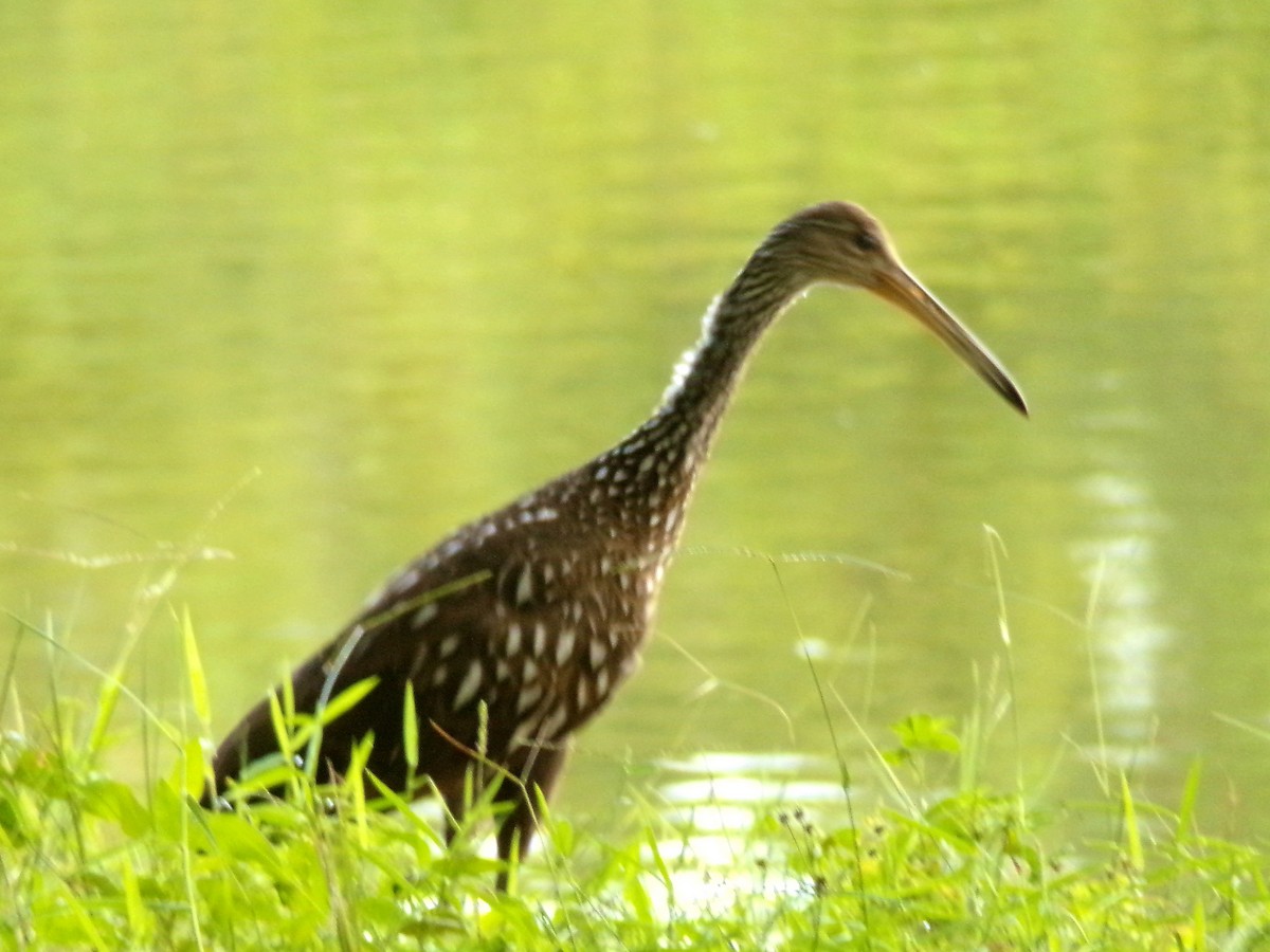 Limpkin - Vojtěch Zmeškal