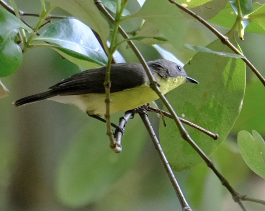 Golden-bellied Gerygone - ML623316427