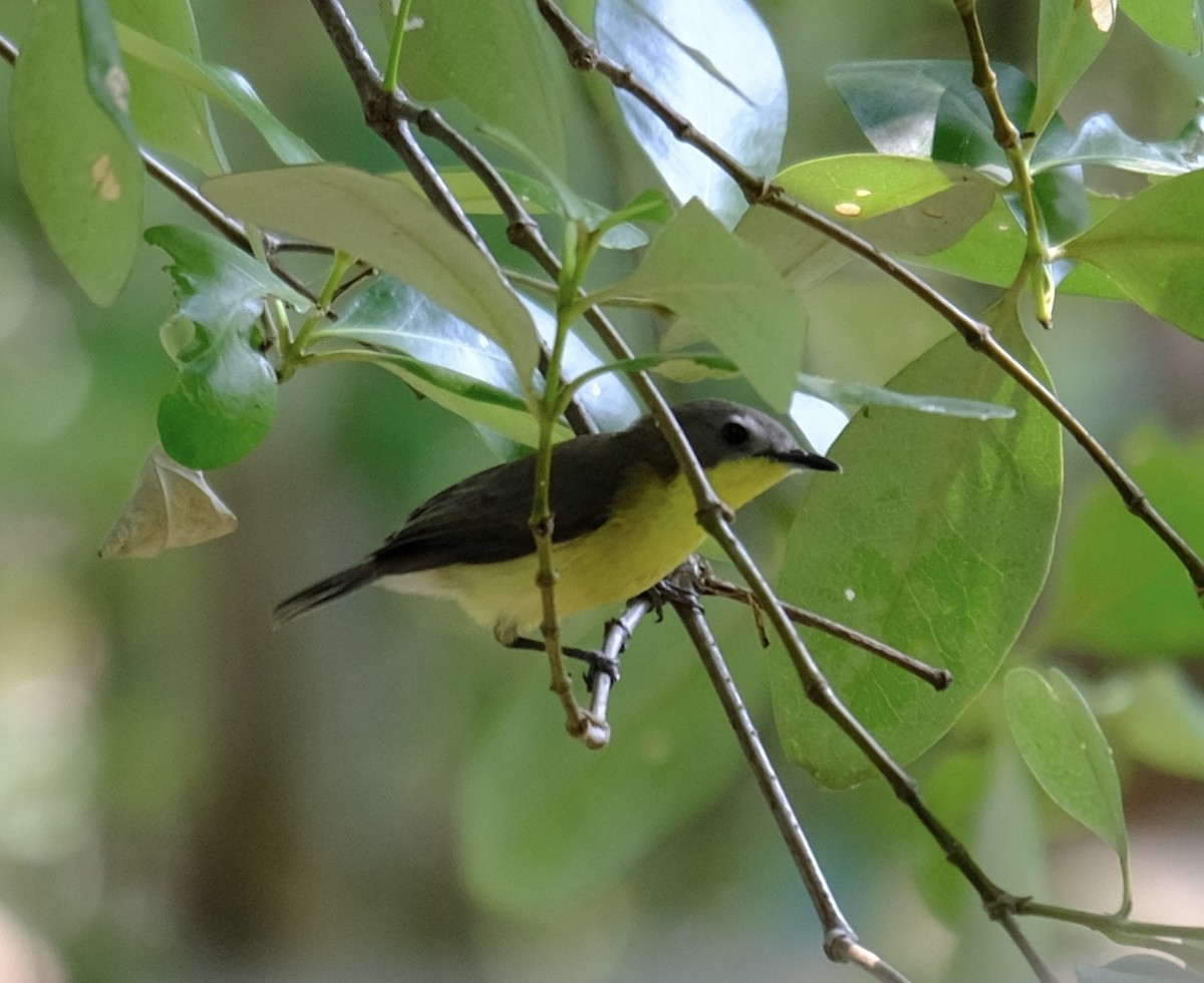 Golden-bellied Gerygone - Chris Anderson