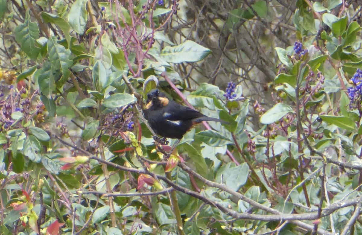 Moustached Flowerpiercer - ML623316437