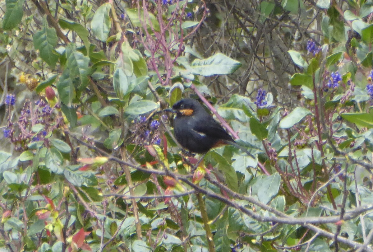 Moustached Flowerpiercer - ML623316438