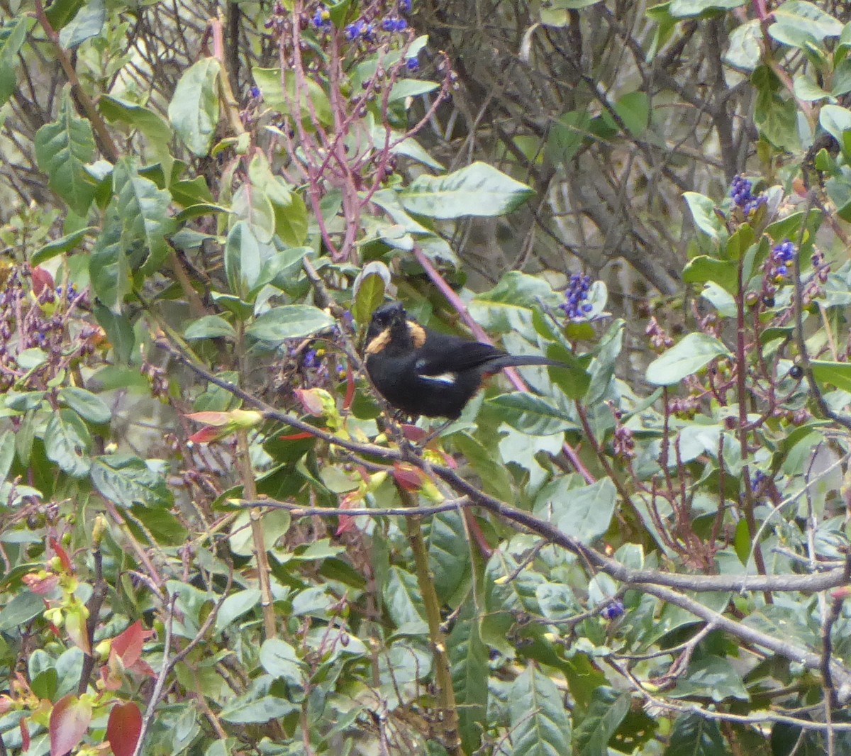 Moustached Flowerpiercer - ML623316439