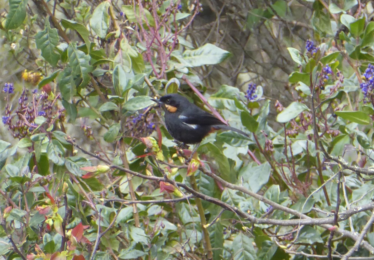 Moustached Flowerpiercer - Jason Anderson