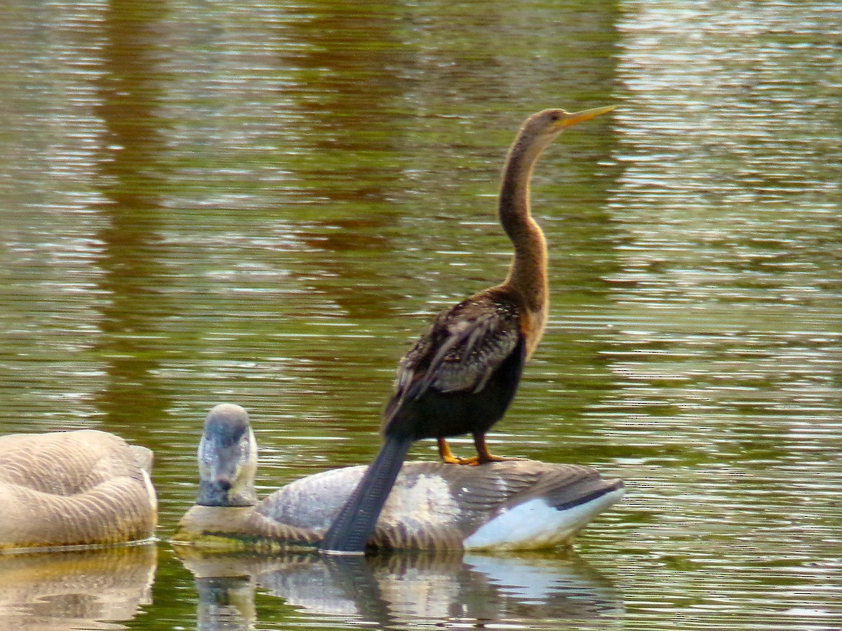 Anhinga - ML623316447