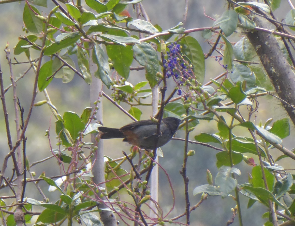 Gray-bellied Flowerpiercer - ML623316450