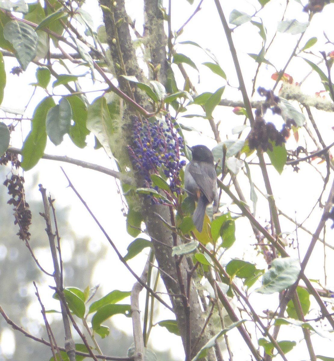 Gray-bellied Flowerpiercer - ML623316451