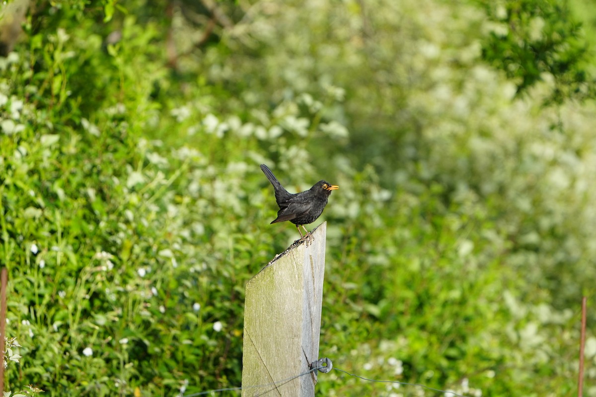 Eurasian Blackbird - ML623316456