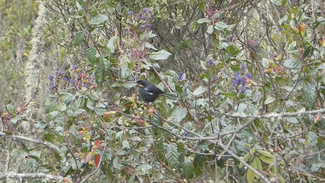 Moustached Flowerpiercer - ML623316459