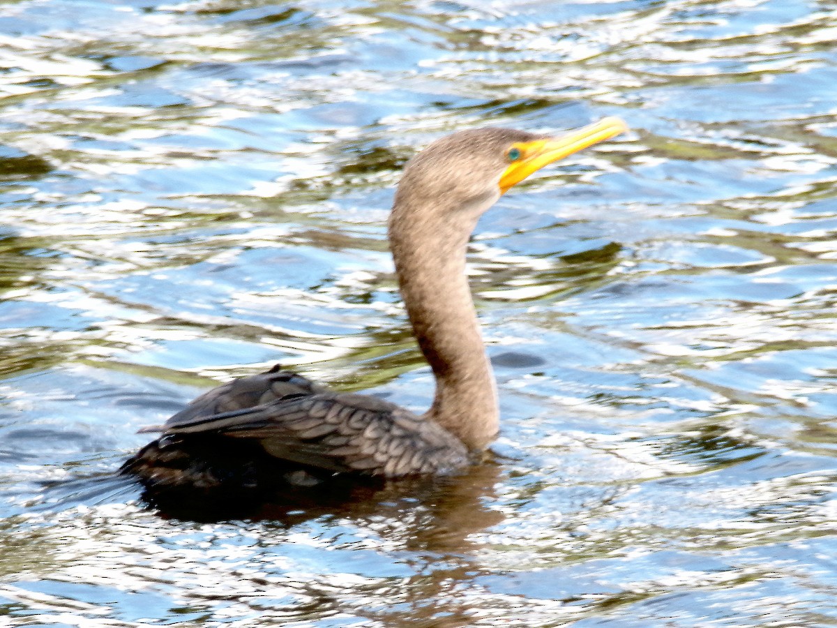 Double-crested Cormorant - ML623316470