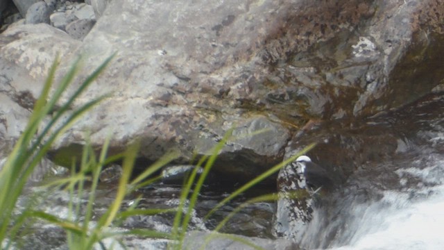 White-capped Dipper - ML623316484