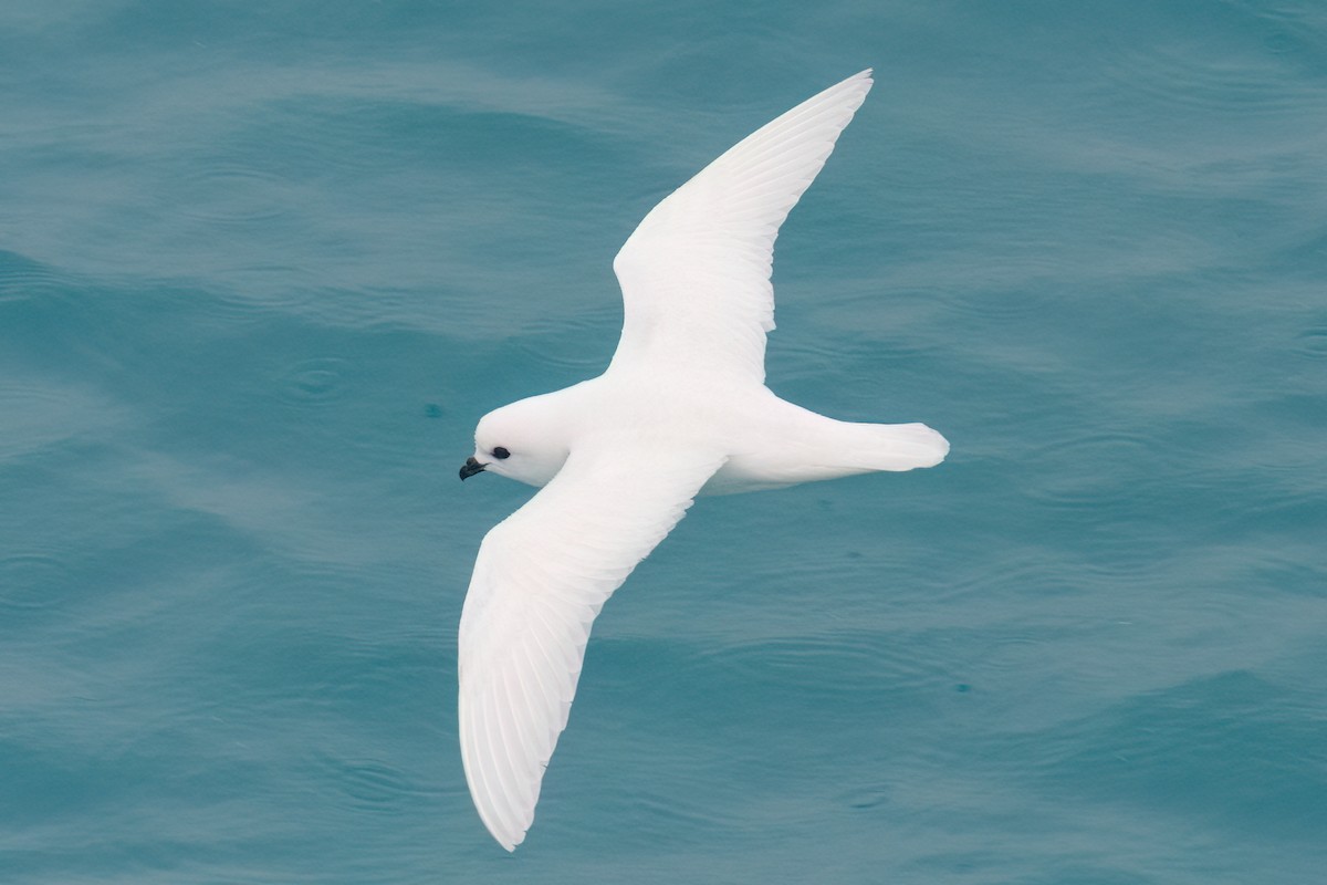 Snow Petrel - ML623316490