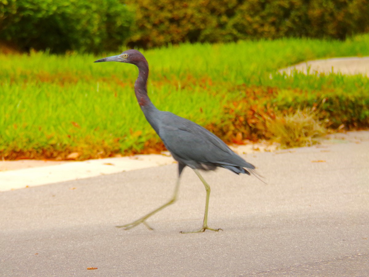 Little Blue Heron - ML623316493