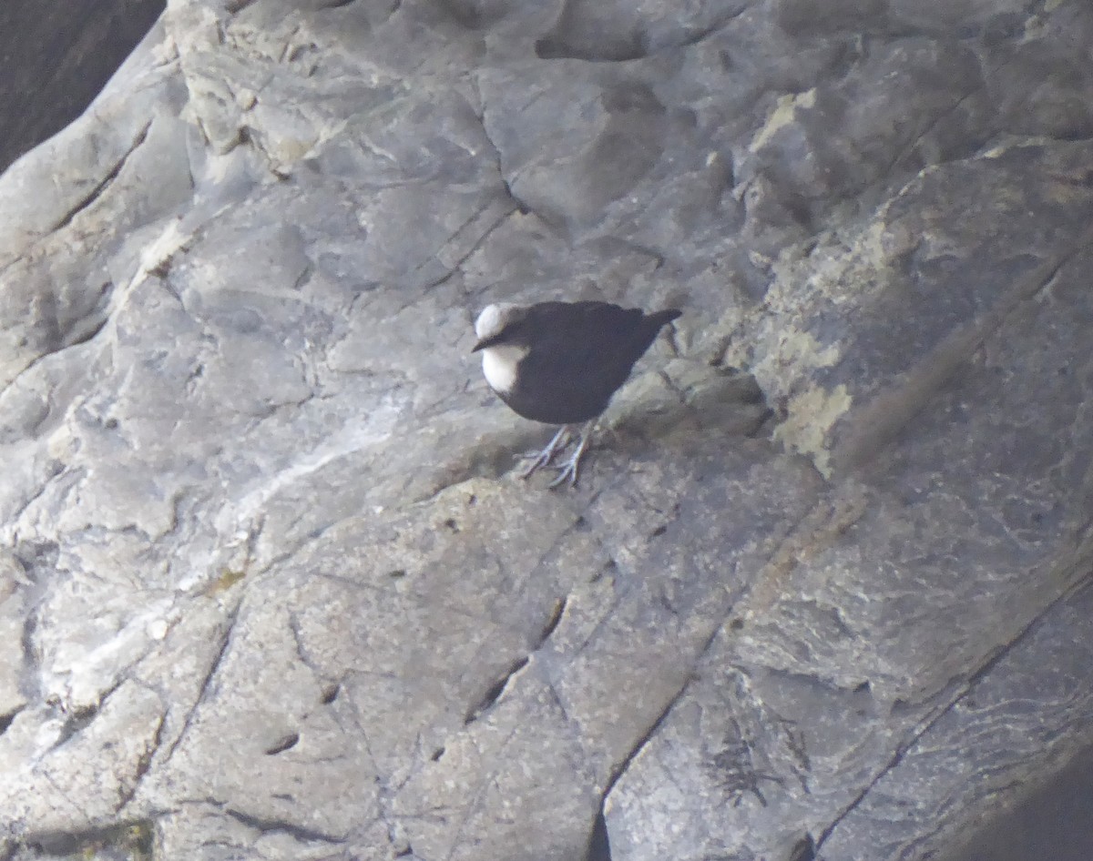 White-capped Dipper - Jason Anderson