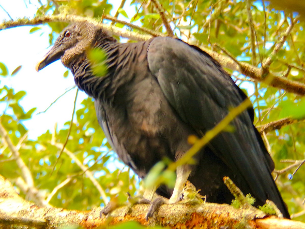 Black Vulture - ML623316502