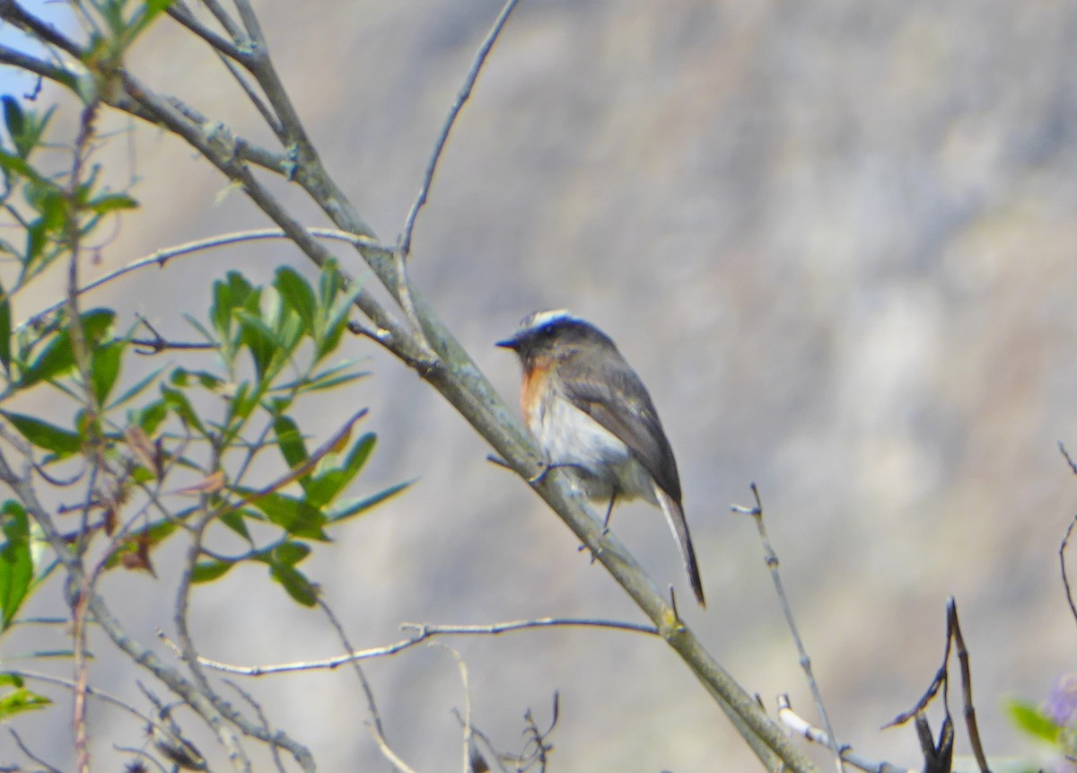 Rufous-breasted Chat-Tyrant - ML623316537