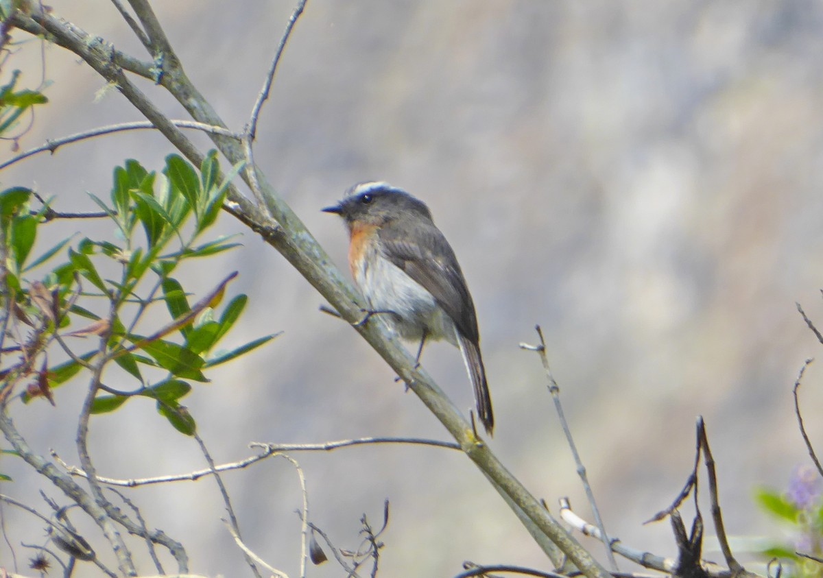 Rufous-breasted Chat-Tyrant - ML623316538