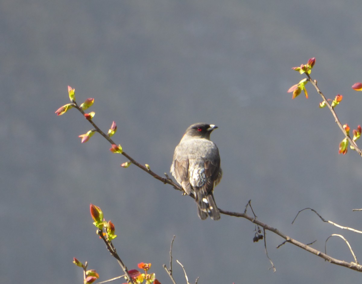 Red-crested Cotinga - ML623316570