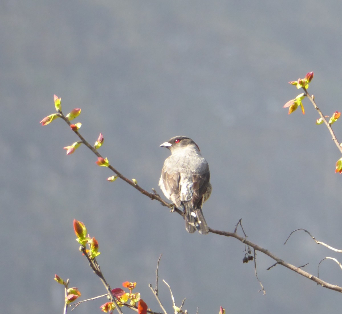 Red-crested Cotinga - Jason Anderson