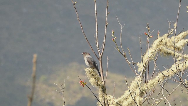 Red-crested Cotinga - ML623316582