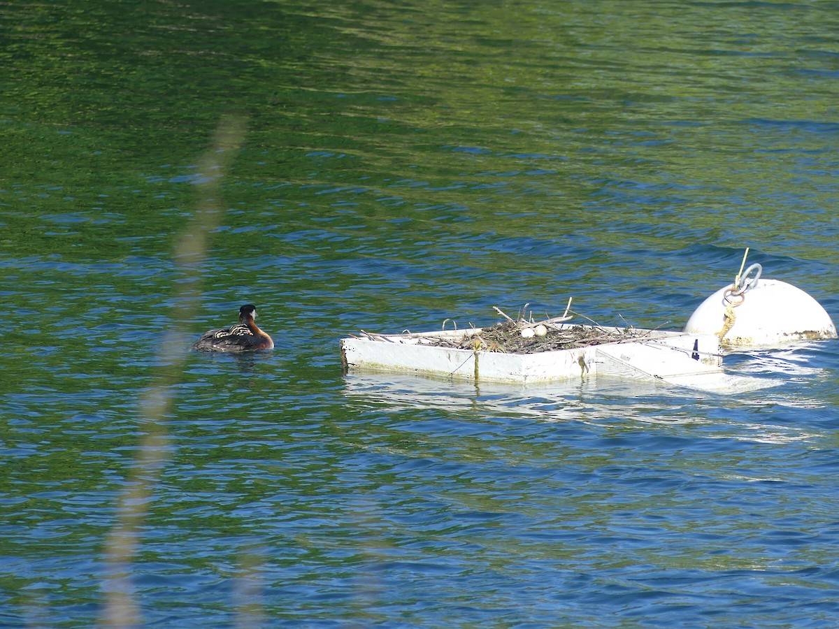 Red-necked Grebe - ML623316594