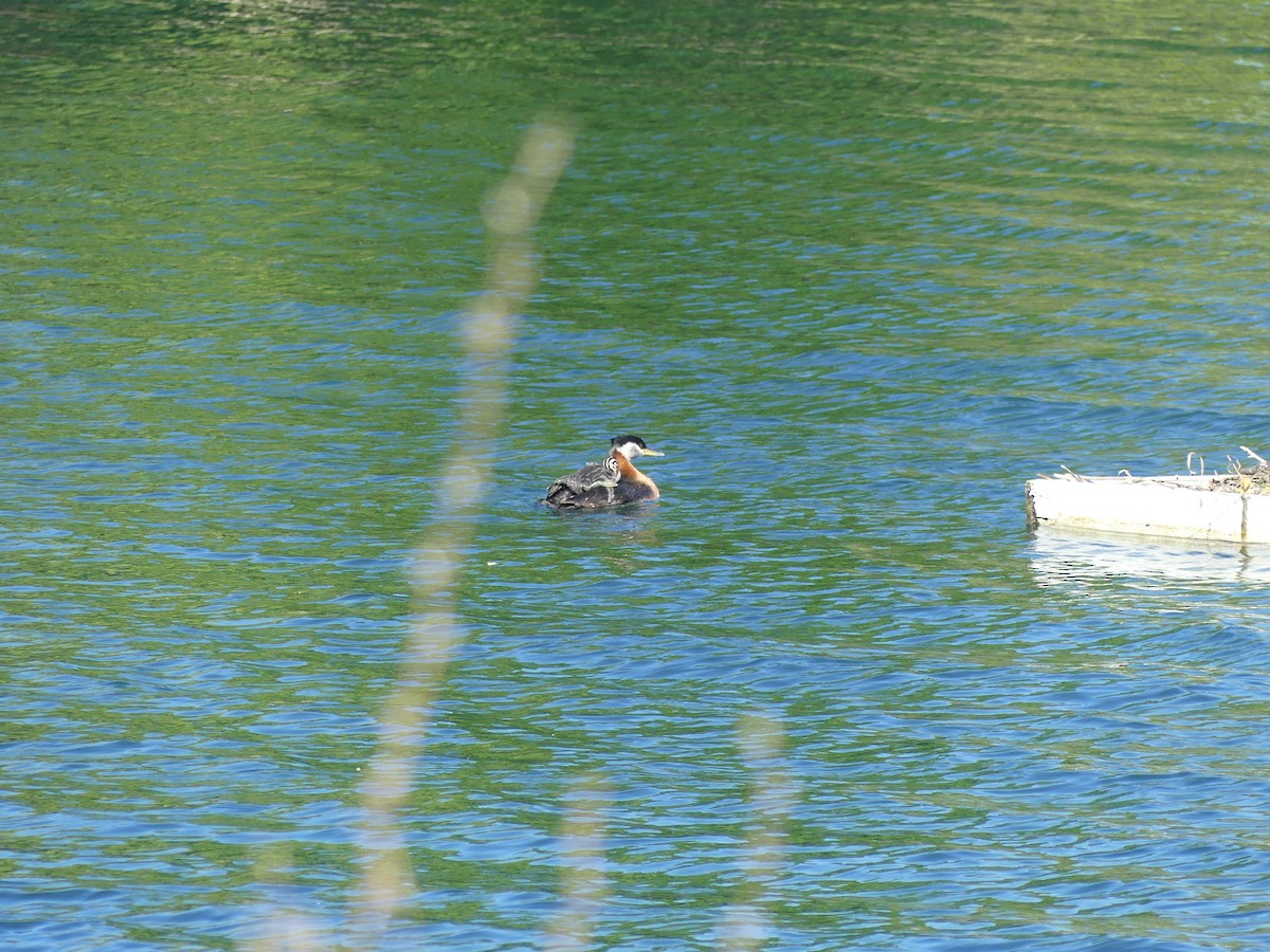 Red-necked Grebe - Joe Kawalec