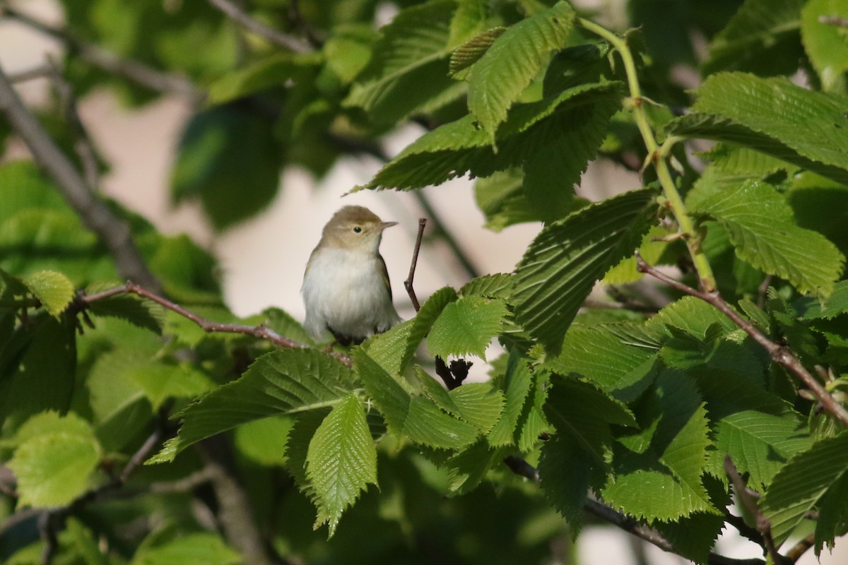 Western Bonelli's Warbler - Anton Liebermann