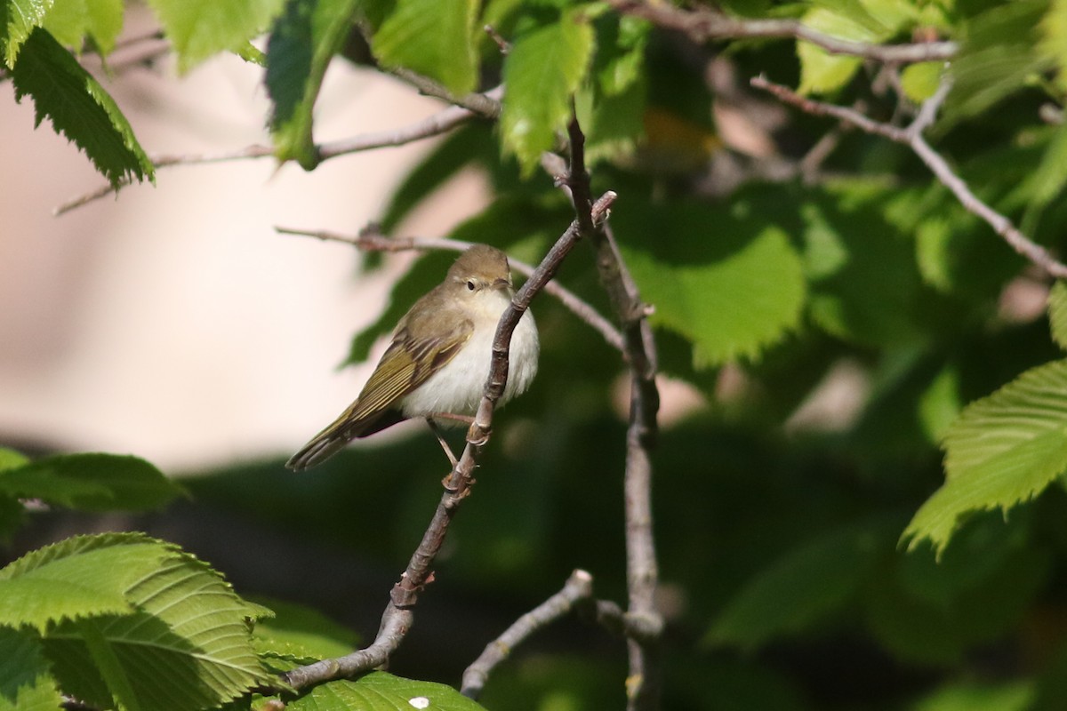 Berglaubsänger - ML623316660