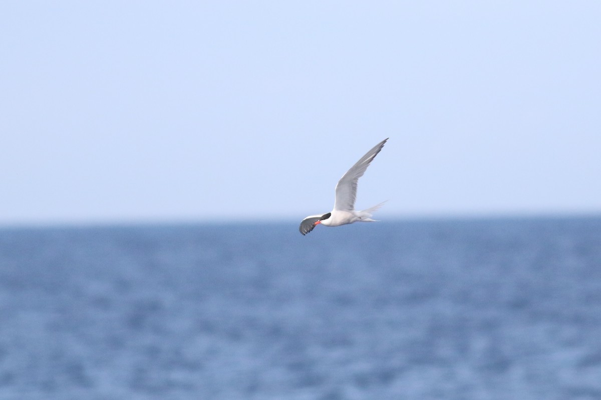 Flussseeschwalbe (hirundo/tibetana) - ML623316719