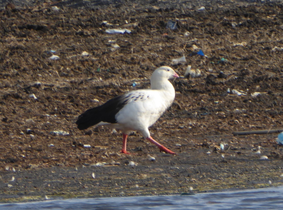 Andean Goose - ML623316727