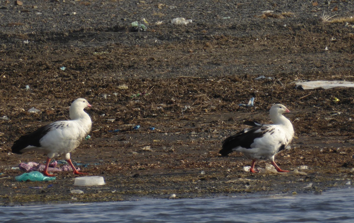 Andean Goose - ML623316728