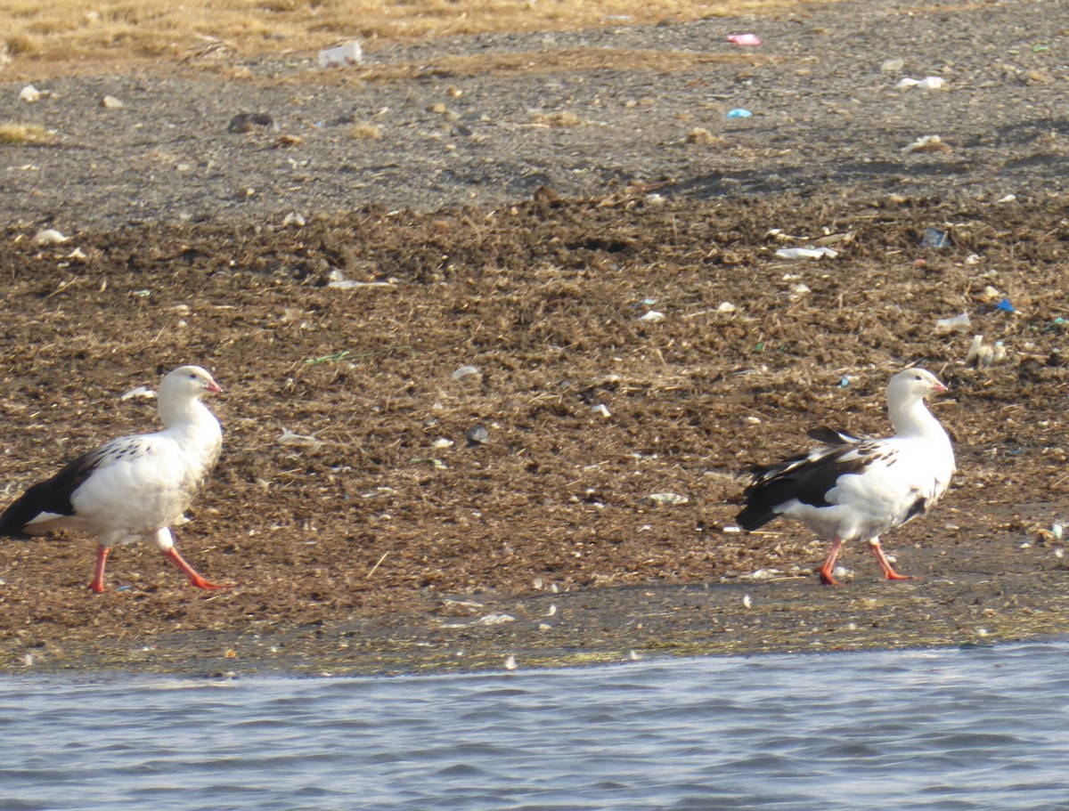 Andean Goose - ML623316729