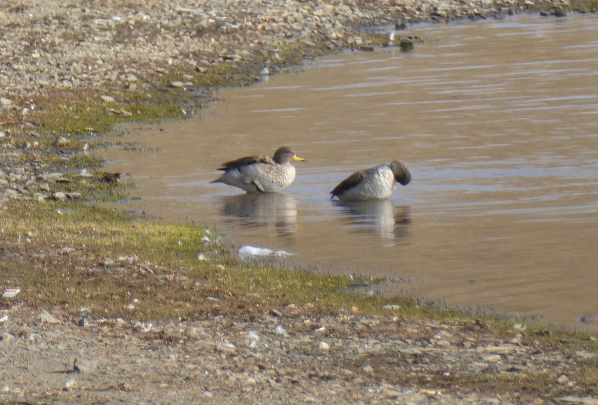 Yellow-billed Teal - ML623316737