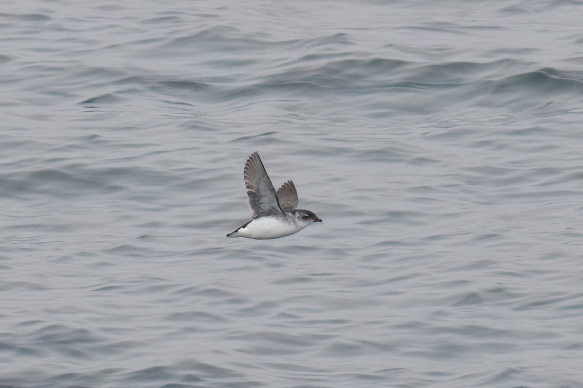 South Georgia Diving-Petrel - ML623316755