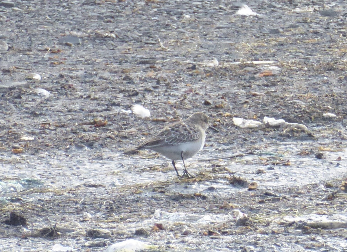 Baird's Sandpiper - ML623316756