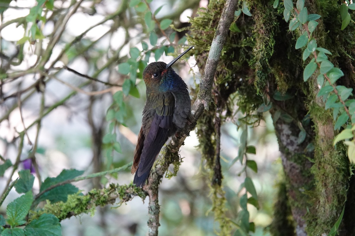 Colibrí de Bouguer Occidental - ML623316782