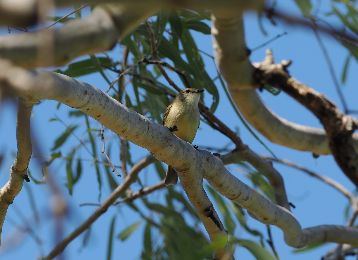 Lemon-bellied Flyrobin - Scott (瑞興) LIN(林)