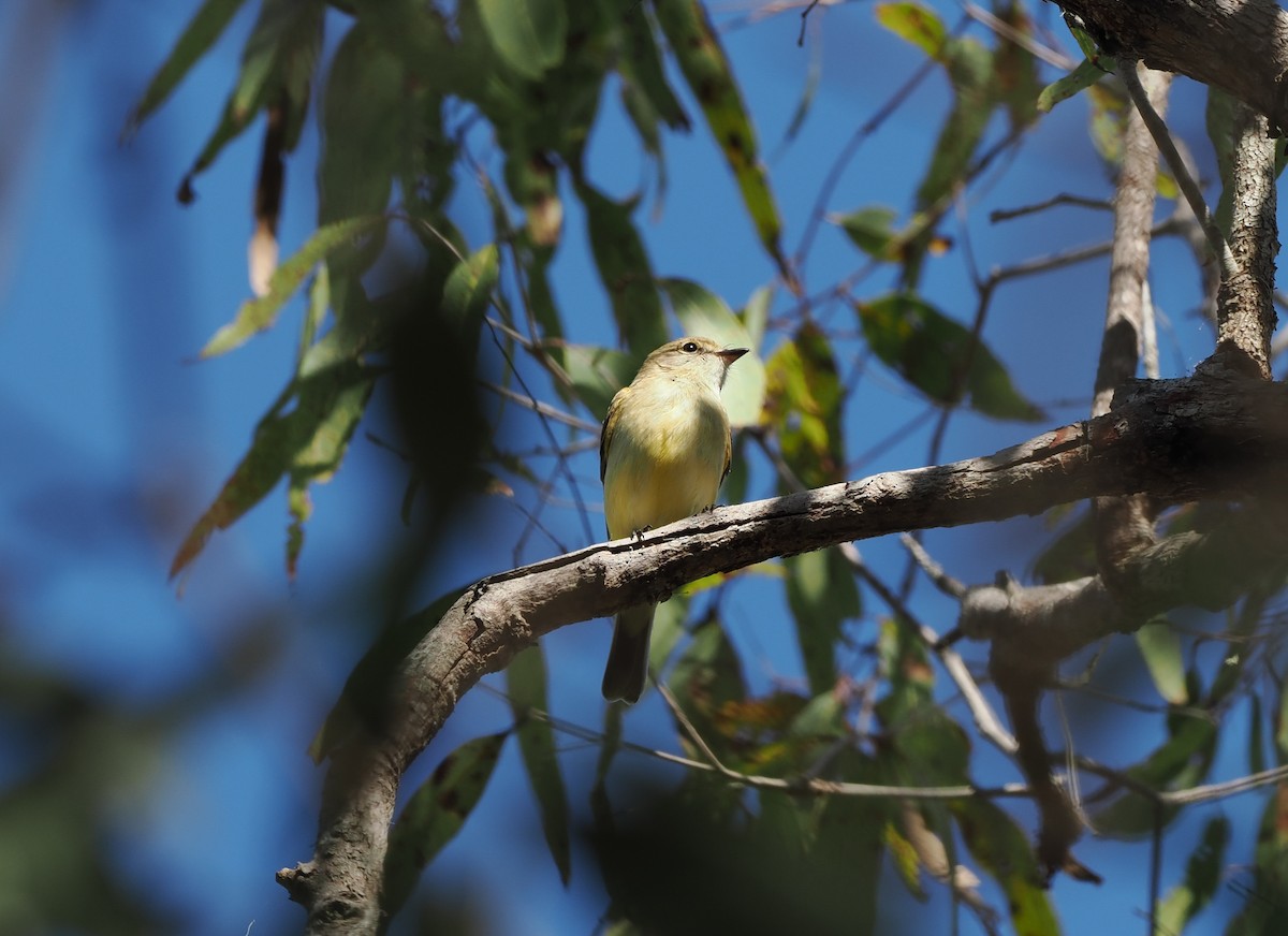 Lemon-bellied Flyrobin - Scott (瑞興) LIN(林)