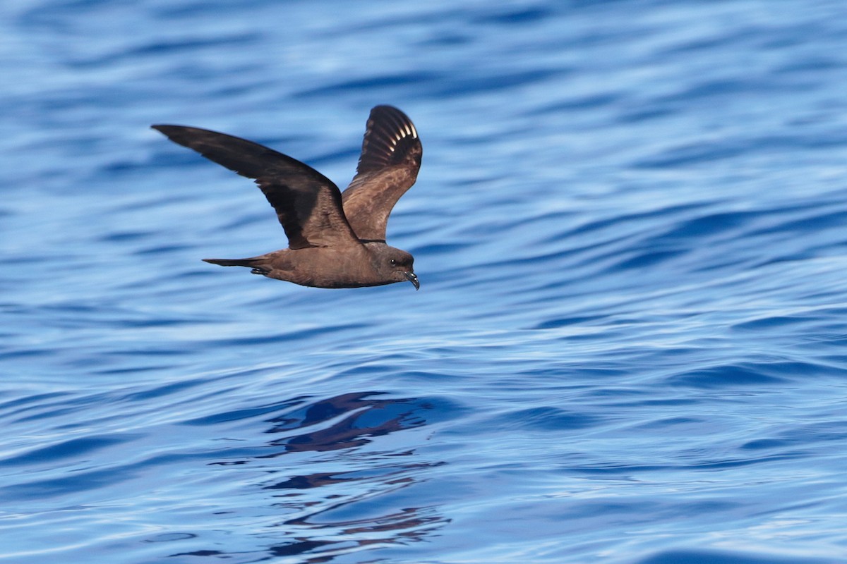 Matsudaira's Storm-Petrel - ML623316852