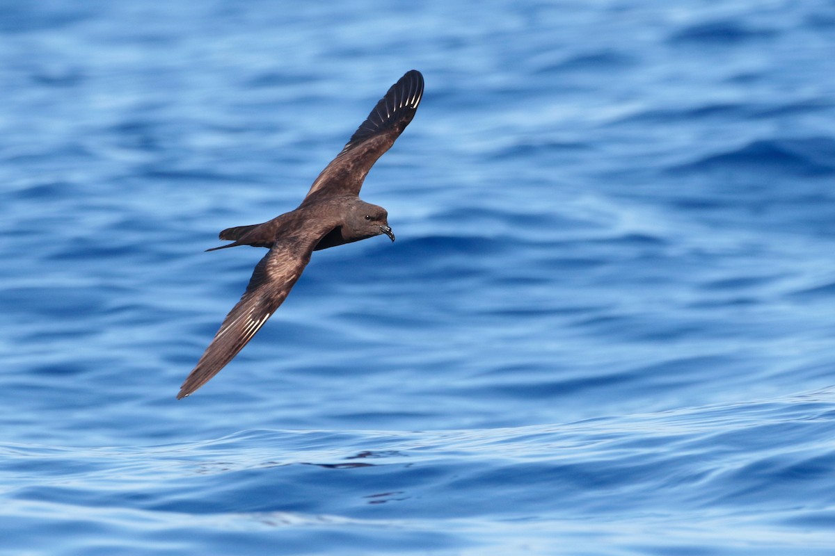 Matsudaira's Storm-Petrel - ML623316854